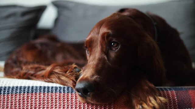 Cute puppy dog Irish setter lying down on couch at home indoors