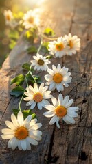 Obraz premium Beautiful white chamomile flowers lying on rustic wooden boards in warm sunlight