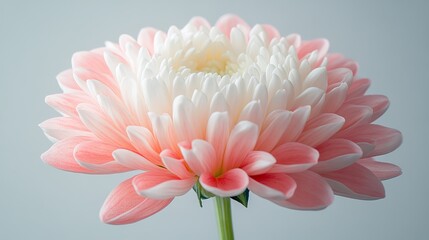 bi-colors Photo of a single pink and white chrysanthemum flower bud