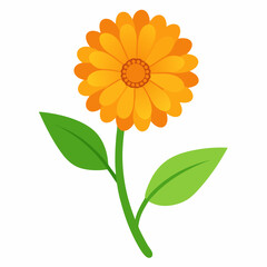 Campanella Calendula art vector