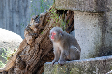 Japanese Macaque on rocks in the Wilhelma Zoo in Stuttgart