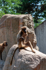 Young Gelada (Theropithecus gelada) is a monotypic species of primate from the monkey family (Cercopithecidae)
