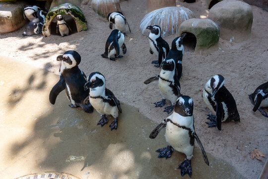 The African penguins (Spheniscus) are a genus of birds within the penguin family (Spheniscidae)