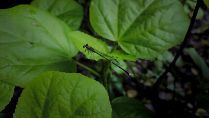 black damselfly on a leaf 