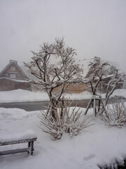 Snow clings to trees in Shirakawa-go Village (Japan)