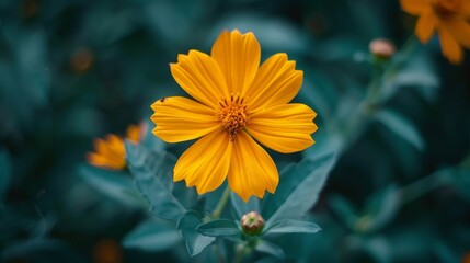  A tight shot of a sunlit yellow bloom amidst a sea of green foliage, softly blurred background