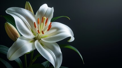 Fototapeta premium A tight shot of a white bloom against green foliage backdrop, with darkness enveloping the background
