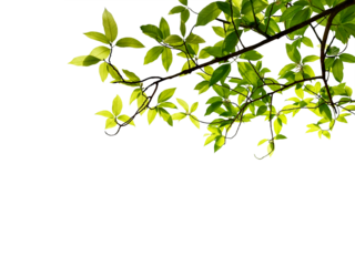 Close-up photo of a branch with green leaves, taken with backlight, isolated on a transparent background png file.