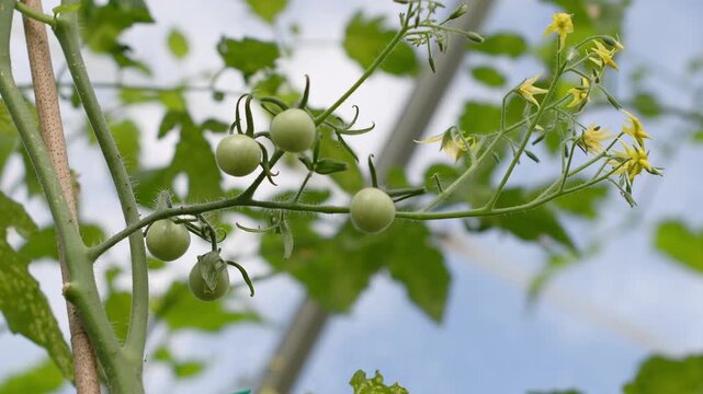 Green ovaries of mini cherry tomatoes on branch and abundant flowering with yellow flowers foreshadowing rich harvest woman's hand checks the health of the plant,concept of organic farming,