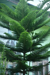 Fototapeta premium Araucaria heterophylla smooth background