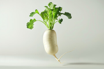 Levitation of Fresh Daikon Radish on Clean White Background – Organic, Airborne Vegetable