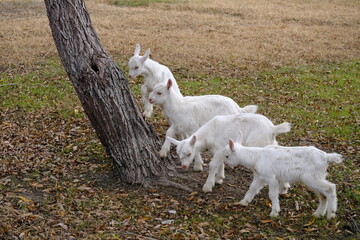 Obraz premium white goat on the meadow