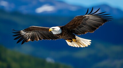 Naklejka premium Majestic bald eagle soars on powerful wings, a breathtaking spectacle of nature's freedom