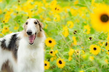 ボルゾイ ペットのポートレート 犬 ヒマワリ