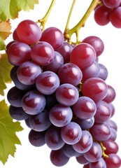 Fototapeta premium purple grape, isolated on white background, ai