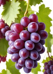 Fototapeta premium purple grape, isolated on white background, full depth of field, ai