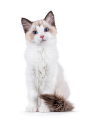 Elegant Ragdoll cat kitten sitting up facing front. Looking curious towards camera with breed typical blue eyes. Isolated on a white background.