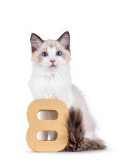 Elegant Ragdoll cat kitten sitting behind paper digit 8. Looking curious towards camera with breed...