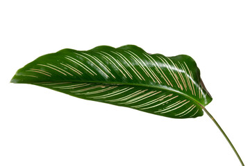 Calathea Ornata leaf transparent png © Rawpixel.com