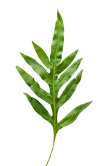 Doryopteris nobilis leaves transparent png