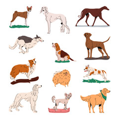 Set of isolated domestic and hunting dog. Vector doggy breed. Basset and afghan, grey and fox hound, chinese and borzoi, finnish spitz and french bulldog, golden retriever, papillon and saluki. Animal