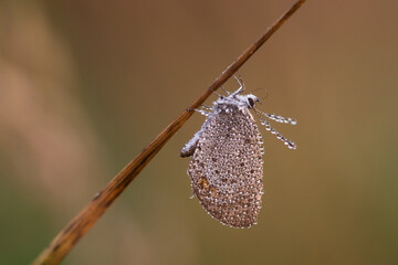 Motyl modraszek na łące o świcie. © Elżbieta Kaps