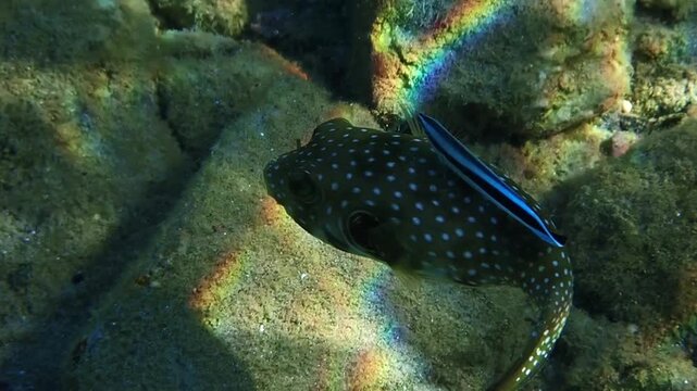 Bristly puffer coral fish, - Arothron hispidus, belongs to the family Tetraodontidae, inhabits coral reefs of the Red Sea, near is cleaner wrasse who eats ectoparasites from the skin of puffer