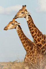 A male giraffe attempting to mate with a female.