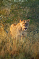 Lionesses walking through the bush