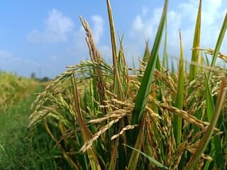 Clusters of ripe rice grains on the stalk, nature's harvest in golden abundance.