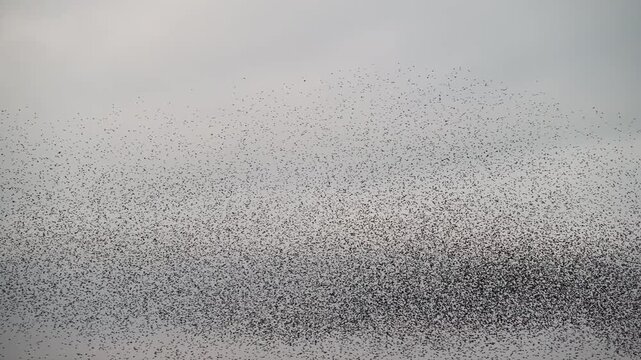 Starling birds murmuration in the sky during a winter sunset at the end of the day. Huge groups of starlings (Sturnidae) in the sky that move in shape-shifting clouds before landing in the trees and f