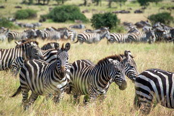 Herd of Zebras Running in the African Savannah