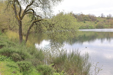 Blick auf das Weinfelder Maar bei Daun in der Eifel	