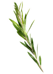 Watercolor leaf png, acacia floribunda, transparent background