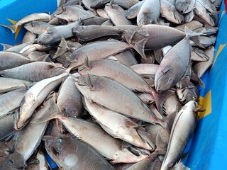 Freshly caught ton fishes lying in a blue boat.