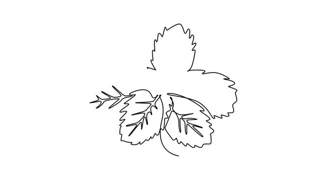 Animated self drawing of continuous line draw healthy freshness organic mint leaves farming or drinking logo identity. Fresh lamiaceae plant concept for plantation icon. Full length one line animation