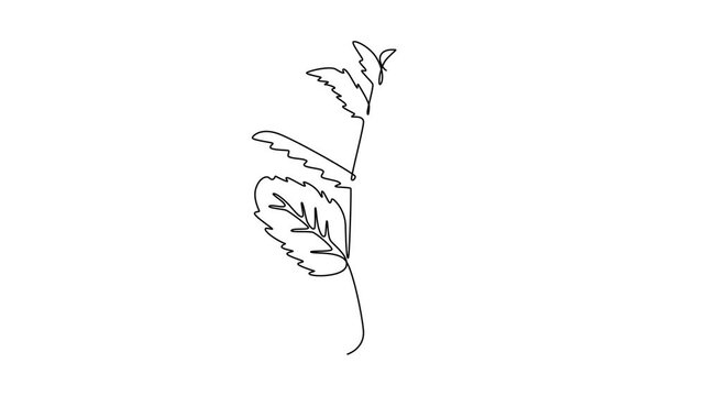 Animated self drawing of continuous line draw healthy organic raw mint leaves for farming or drinking shop logo identity. Fresh mentha plant concept for plantation icon. Full length one line animation