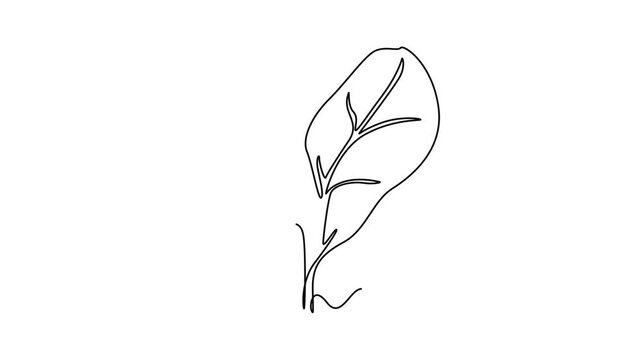 Self drawing animation single line draw whole healthy organic green spinach leaves for cooking logo identity. Fresh plant concept for edible vegetable icon. Continuous line draw. Full length animated