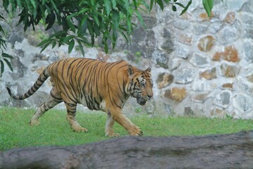 A Bengal tiger walks on the grass during the day at the zoo