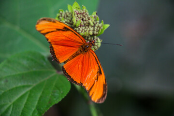 Close-up of a bright orange butterfly with delicate wing patterns perched on a budding flower, set against rich green foliage. The vivid contrast emphasizes the butterfly's elegance and natural charm.