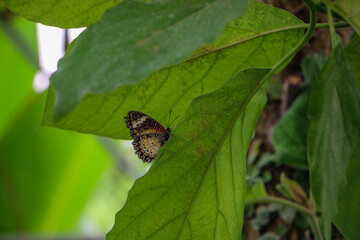 A delicately patterned butterfly rests on green foliage, blending seamlessly into its environment, showcasing the natural elegance of camouflage in the wild.
