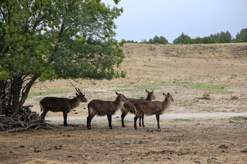 A small group of waterbucks stands near a tree in the arid savanna, illustrating their natural behavior and the harmony of wildlife within their native habitat, set against a vast, open landscape.