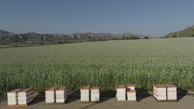 Static shot of wooden beehives on a vast green onion farm under a sunny sky. Capture the essence of beekeeping with hives set against a vibrant agricultural backdrop, ideal for farming visuals.