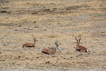 Three gazelles lie quietly on a vast, dry terrain. Their slender bodies and curved horns contrast with the barren earth, capturing the peaceful coexistence of wildlife in harsh environments.