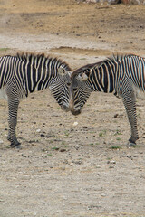 Zebras interact closely, their heads touching in a display of social bonding. The distinctive black...