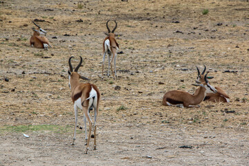 Gazelles in a dry landscape, some resting, others standing. Their slender forms and distinctive horns are highlighted against the arid ground, reflecting the beauty of wildlife in challenging habitats
