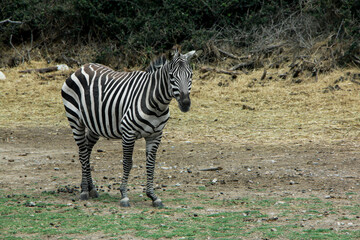 A lone zebra pauses in a dry, earthy landscape. The vertical stripes of its coat are clearly...