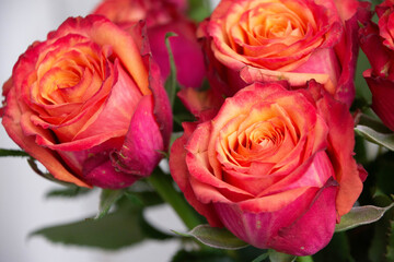 グラデーションカラーのバラ