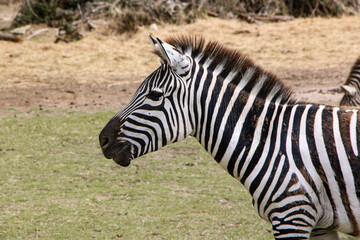 Wide-angle shot of a zebra, focusing on its striking black and white stripes. The horizontal composition and natural surroundings emphasize the animal's unique pattern in the wild.