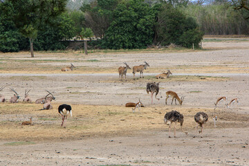 A serene scene of various animals grazing and resting on a vast, dry plain surrounded by greenery,...